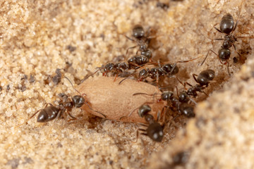 Ants and formic eggs in nature