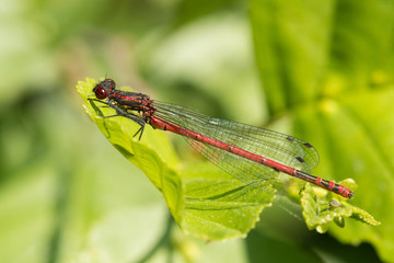 Rote Adonislibelle Libelle sitzt auf einem Blatt