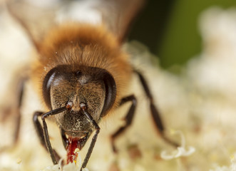 A bee collects honey on a flower