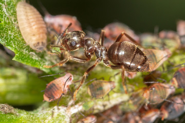 Ants and aphids on the plant.