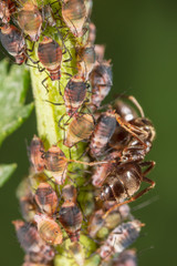 Ants and aphids on the plant.