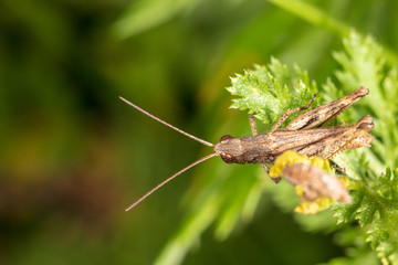 Portrait of a grasshopper on a green plant