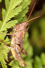 Portrait of a grasshopper on a green plant