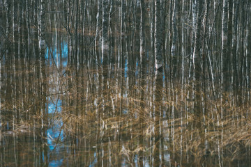 Bare trees reflection in water, early springtime