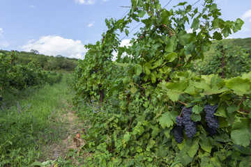 Fototapeta na wymiar View of vineyard with ripe grapes ready for harvest.
