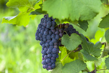 Bunches of ripe black grapes on a background of green leaves.
