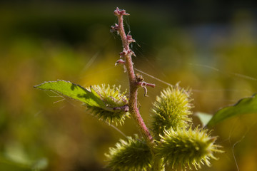 barb web