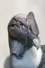 Closeup portrait of a californian condor