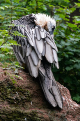 Bearded vulture sitting between plants while cleaning its feathers