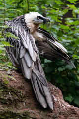 Bearded vulture sitting between plants while cleaning its feathers