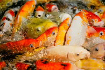 Obraz na płótnie Canvas Multicolored fish carp on the water surface