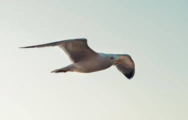 a large seagull is flying in the sky, close-up