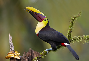 Black-mandibled toucan or Yellow-throated toucan perched on a mossy branch in Costa Rica