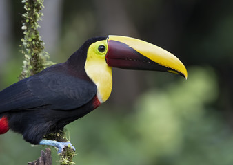 Yellow-throated Toucan (Black-mandibled) perched on a mossy branch in Costa Rica © Jim Cumming