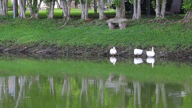Three Pekin ducks relaxing on the edge of a pond. Their reflections in the water.