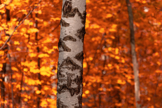 Red leaves on birch trees in autumn
