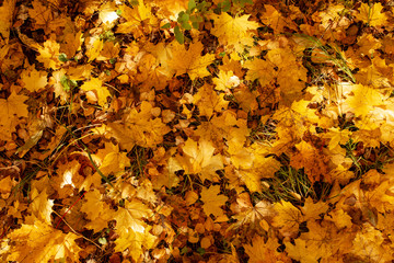 Leaves on the ground in autumn as a background