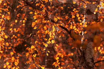 Birches in the forest in autumn as a background