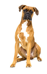 dog boxer breeds on white background