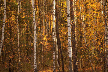 Birches in the forest in autumn as a background