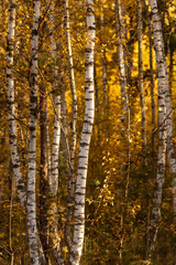 Fototapeta na wymiar Birches in the forest in autumn as a background