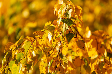 Leaves on a tree in autumn as a background