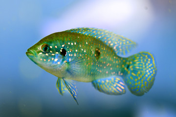 Fototapeta premium Malawi cichlids. Fish of the genus Cynotilapia