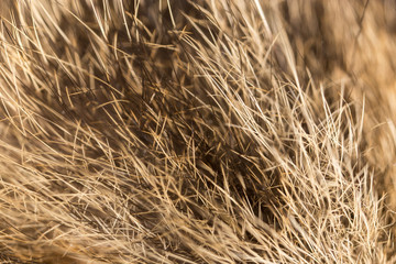 Wool on a cat as a background