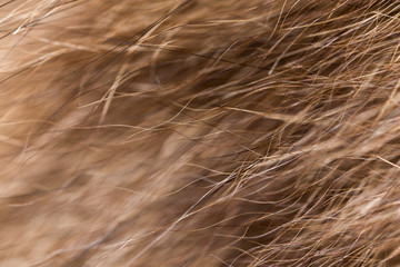 Wool on a cat as a background
