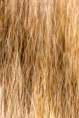 Wool on a cat as a background