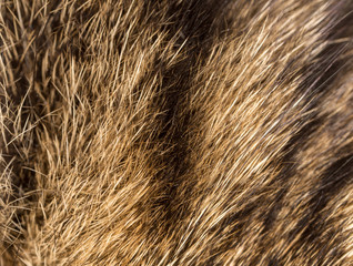 Wool on a cat as a background