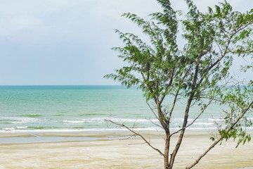 tree and beach background