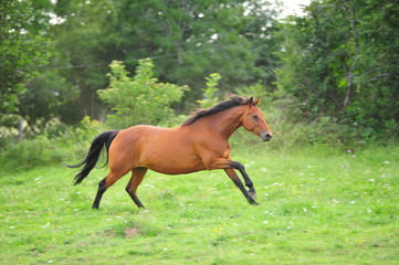 Fototapeta premium Cheval Selle Francais