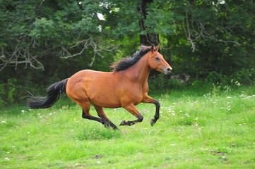 Cheval Selle francais