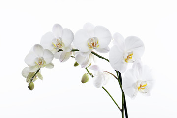 Naklejka na ściany i meble Orquídea blanca