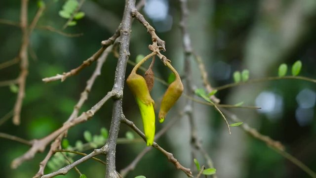 Close up of yellow flower buds hanging from a tree.