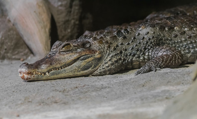 Obraz premium spectacled caiman portrait (Caiman crocodilus)