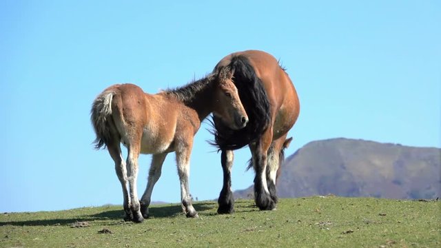 Foal baby horse animal with mother tail funny scene mountain landscape