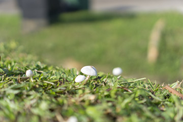 mushroom on the grass