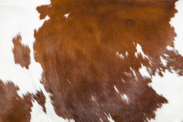 red and white part of hide on side of spotted cow