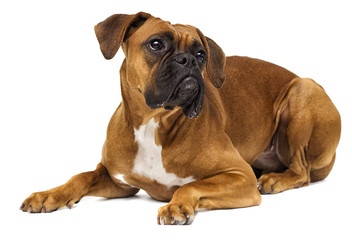 dog boxer breeds on white background