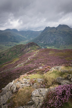 Path leading into the beautiful Great Langdale mountains with the purple heather blossoming