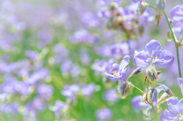 Purple wildflowers names Murdannia giganteum on blurry background.