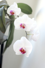 close up on white orchid flower