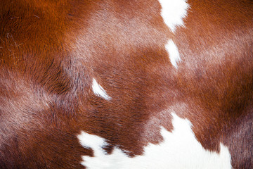 red and white part of hide on side of spotted cow