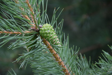 pine cone