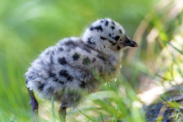 grey gull chick.Norway.Tromso