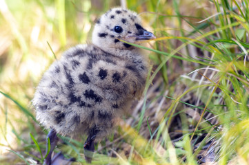 grey gull chick.Norway.Tromso