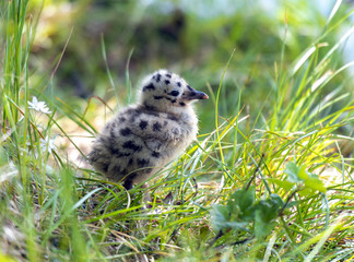 grey gull chick.Norway.Tromso