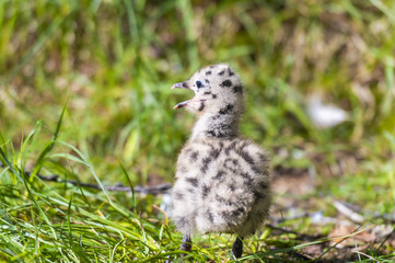 grey gull chick.Norway.Tromso